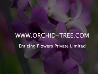 Special Offer on Orchid Plants Online Sale