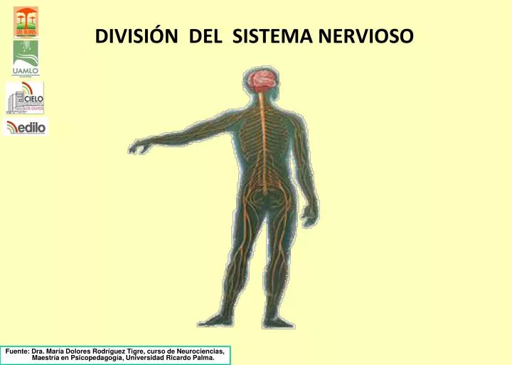 divisi n del sistema nervioso