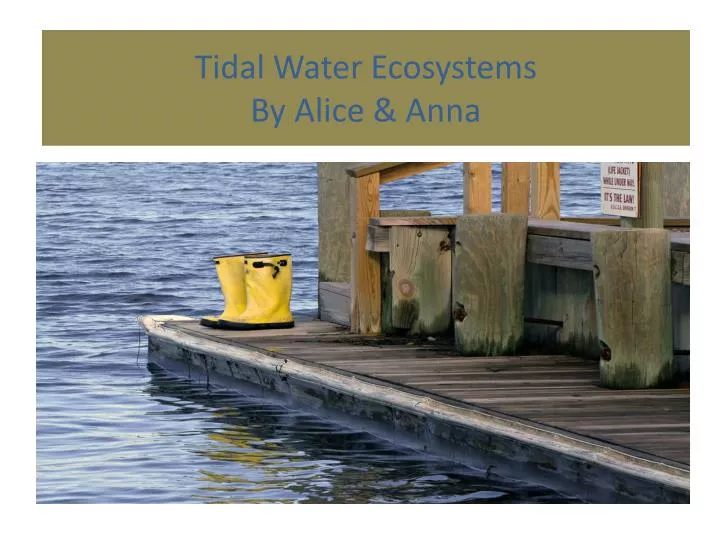 tidal water ecosystems by alice anna