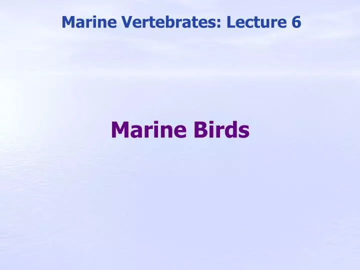 marine birds