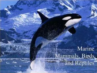 Marine Mammals, Birds and Reptiles