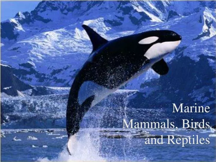 marine mammals birds and reptiles