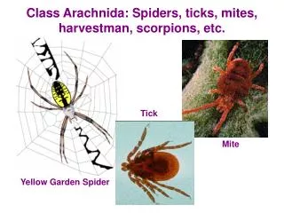 Class Arachnida: Spiders, ticks, mites, harvestman, scorpions, etc.