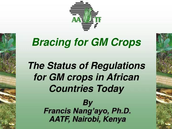 bracing for gm crops the status of regulations for gm crops in african countries today
