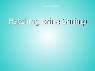 Hatching Brine Shrimp