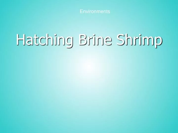 hatching brine shrimp