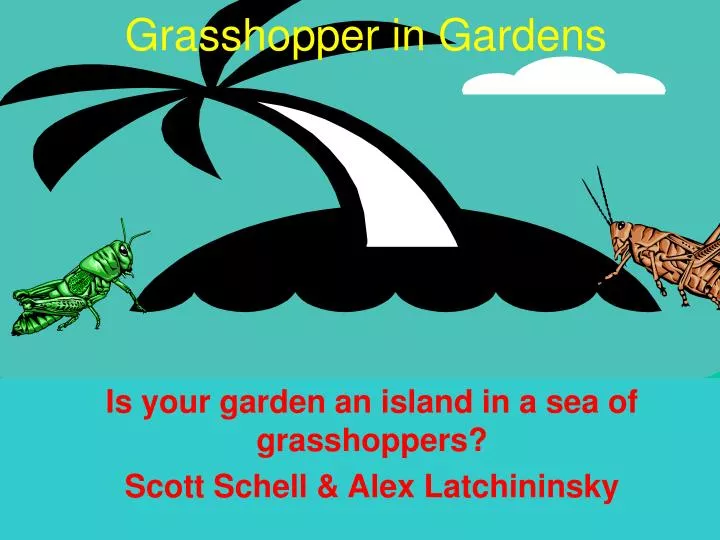 grasshopper in gardens
