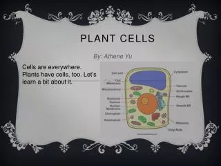 Plant Cells