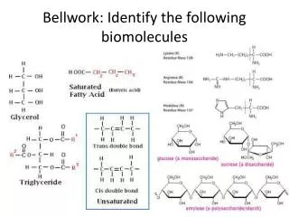 bellwork identify the following biomolecules
