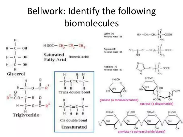 bellwork identify the following biomolecules