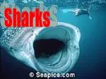 Sharks - slide 1