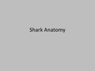 Shark Anatomy