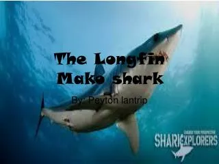 The Longfin Mako shark