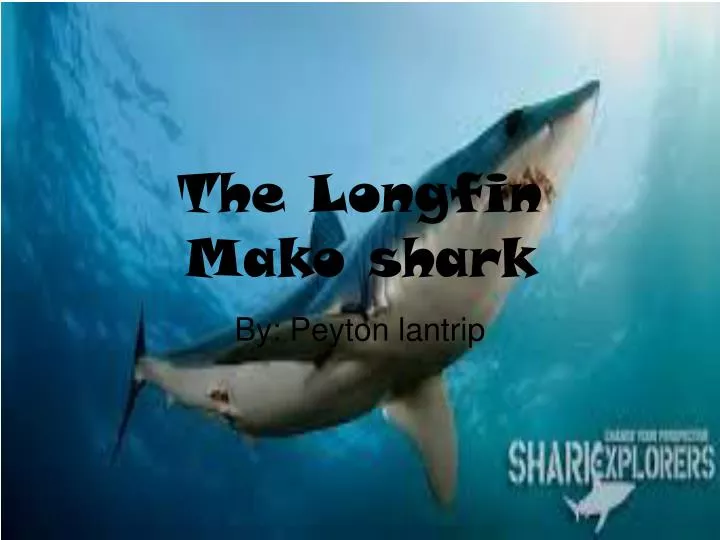 the longfin mako shark