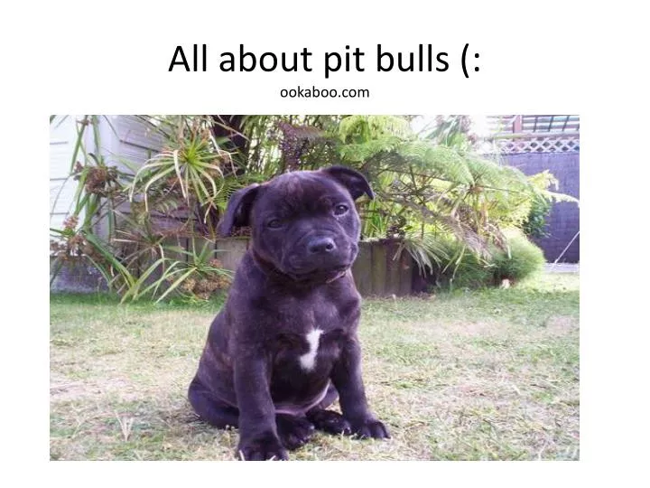 all about pit bulls ookaboo com