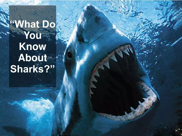what do you know about sharks