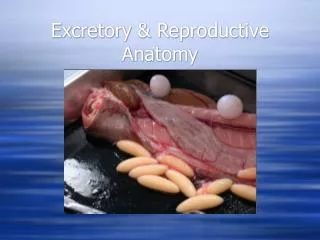 Excretory &amp; Reproductive Anatomy