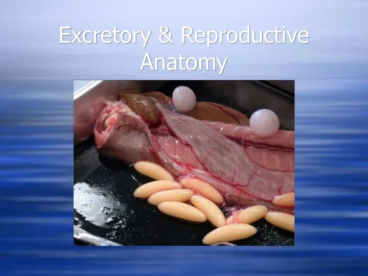 excretory reproductive anatomy