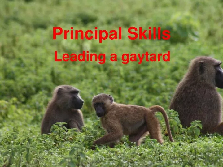 principal skills