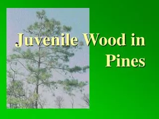 Juvenile Wood in Pines