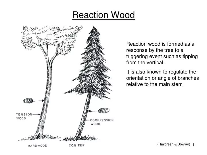 reaction wood