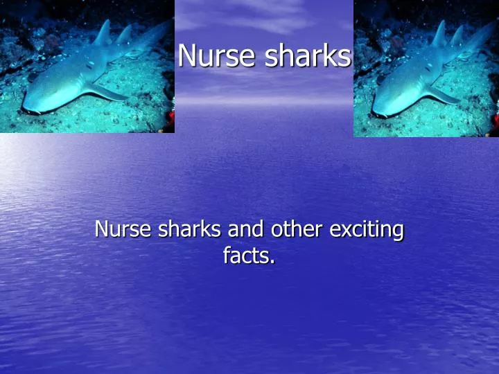 nurse sharks
