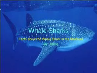 Whale Sharks