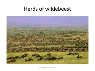 Herds of wildebeest