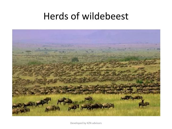 herds of wildebeest