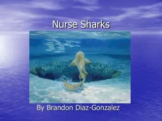 Nurse Sharks
