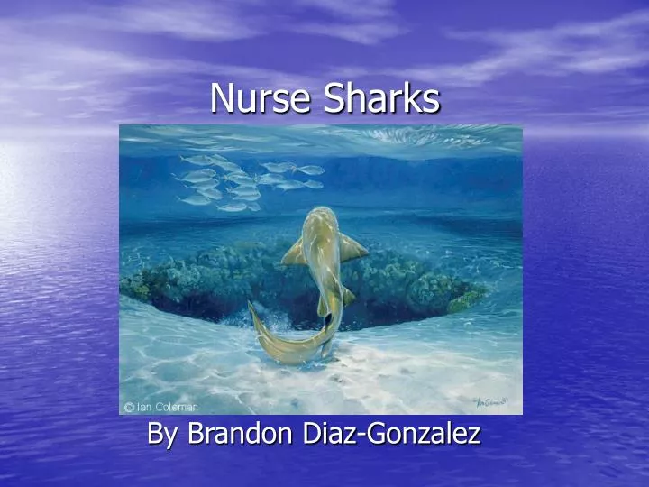 nurse sharks