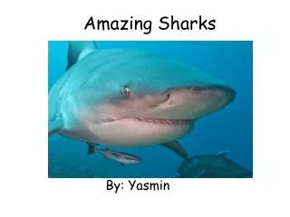 Amazing Sharks