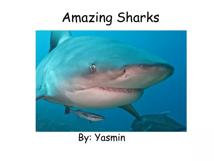 amazing sharks