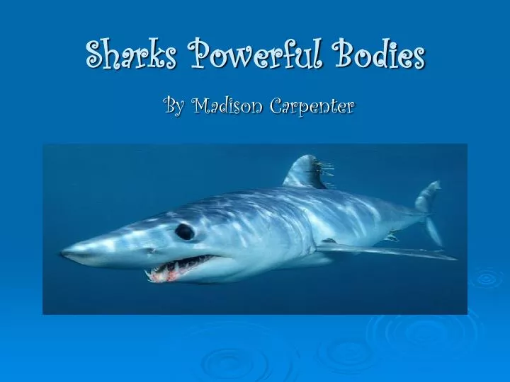 sharks powerful bodies