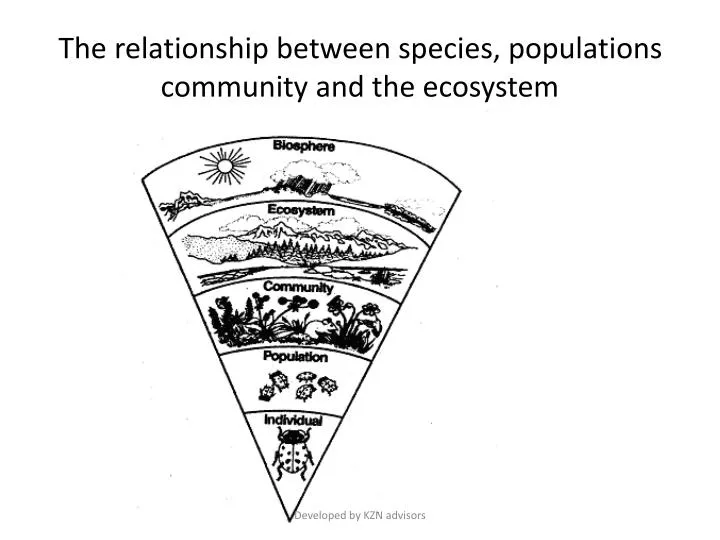 the relationship between species populations community and the ecosystem