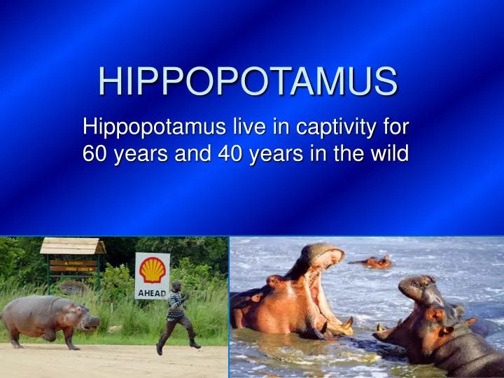 hippopotamus