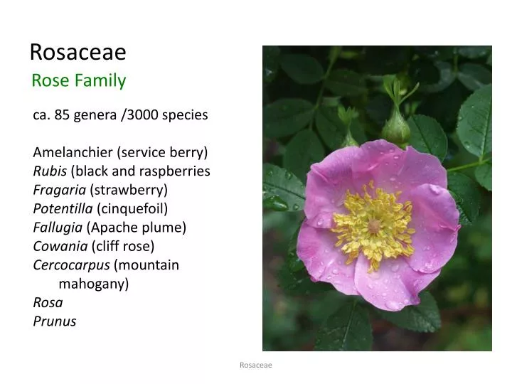 rosaceae