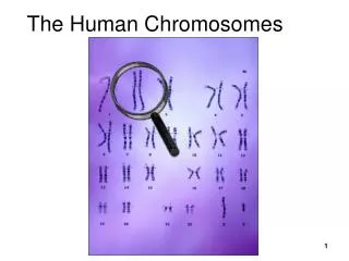 The Human Chromosomes
