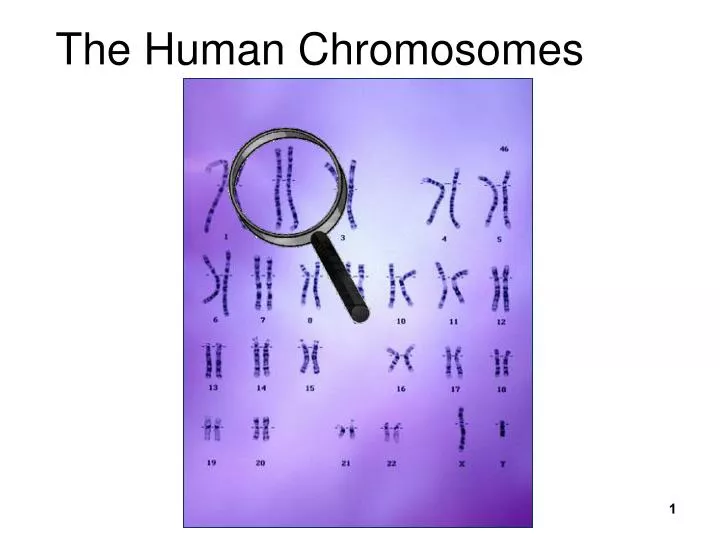 the human chromosomes