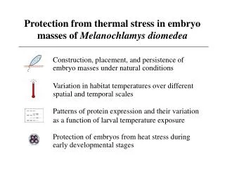 Protection from thermal stress in embryo masses of Melanochlamys diomedea