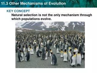KEY CONCEPT Natural selection is not the only mechanism through which populations evolve.