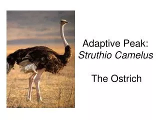 Adaptive Peak: Struthio Camelus The Ostrich