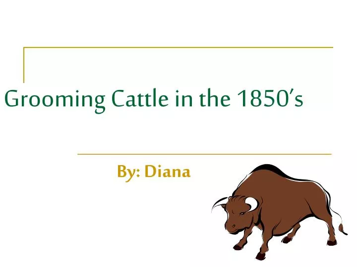 grooming cattle in the 1850 s