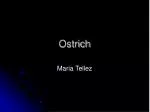 Ostrich - slide 1