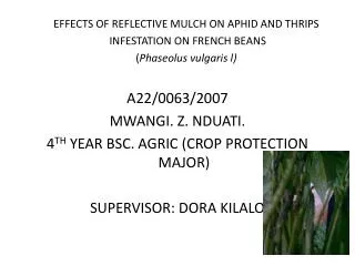 EFFECTS OF REFLECTIVE MULCH ON APHID AND THRIPS INFESTATION ON FRENCH BEANS