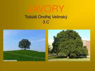 javory tobi ond ej velinsk 3 c