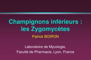 champignons inf rieurs les zygomyc tes
