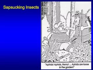 Sapsucking Insects