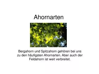 Ahornarten