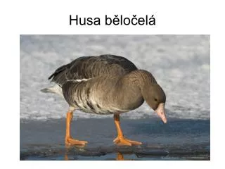 husa b lo el